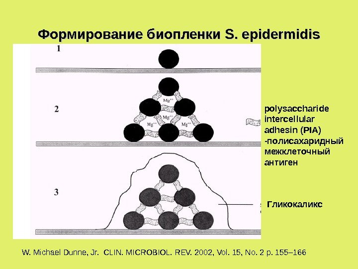 Формирование биопленки S. epidermidis Гликокаликсpolysaccharide intercellular adhesin (PIA) -полисахаридный межклеточный антиген W.  Michael