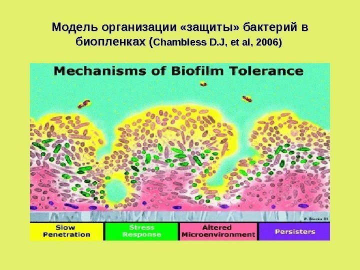 Модель организации «защиты» бактерий в биопленках ( Chambless D. J, et al, 2006 ))