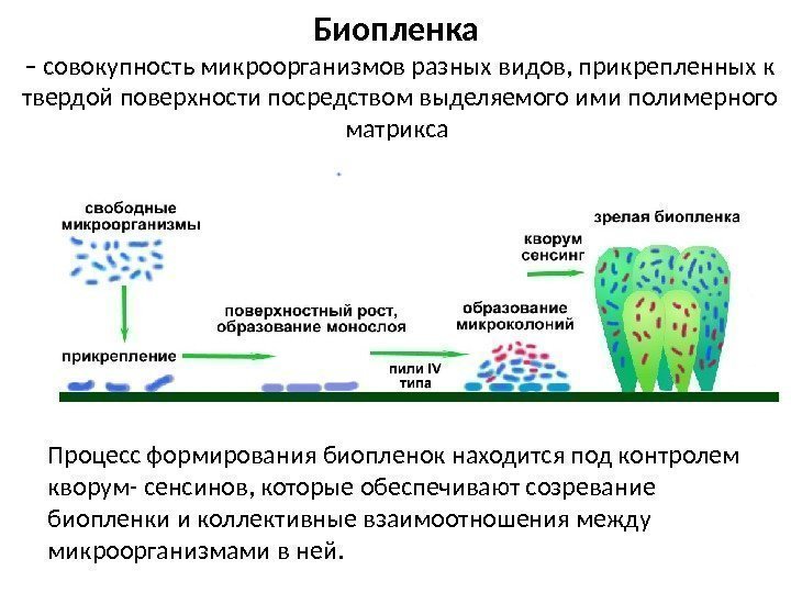 Биопленка – совокупность микроорганизмов разных видов, прикрепленных к твердой поверхности посредством выделяемого ими полимерного