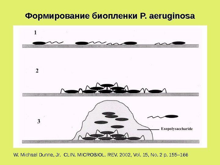 Формирование биопленки P. aeruginosa W. Michael Dunne, Jr.  CLIN. MICROBIOL. REV. 2002, Vol.