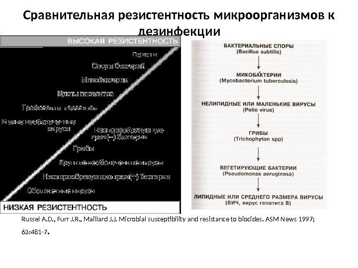 Сравнительная резистентность микроорганизмов к дезинфекции Russel A. D. , Furr J. R. , Maillard