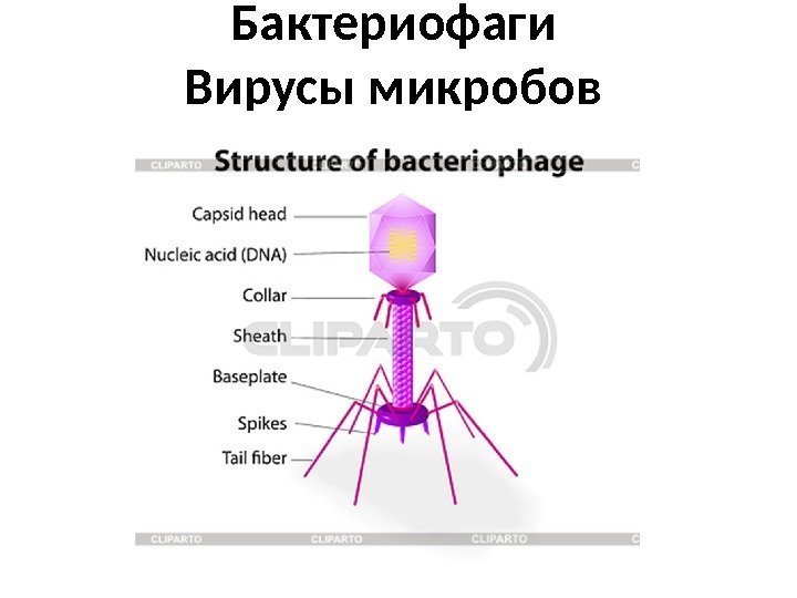 Бактериофаги Вирусы микробов 