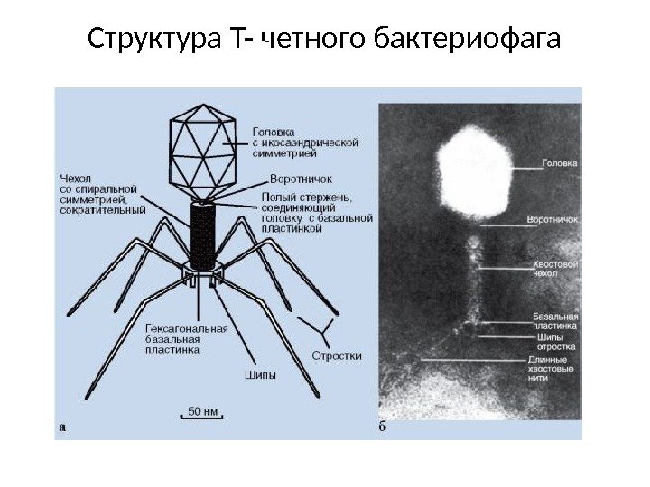 Структура Т- четного бактериофага 