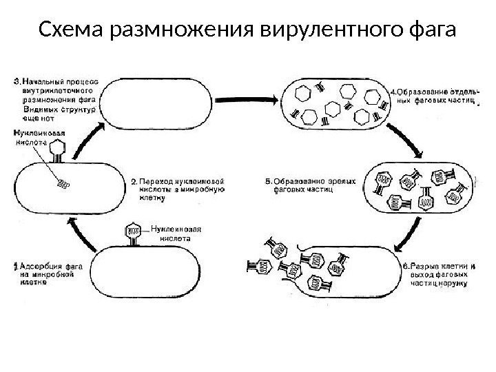 Схема размножения вирулентного фага 