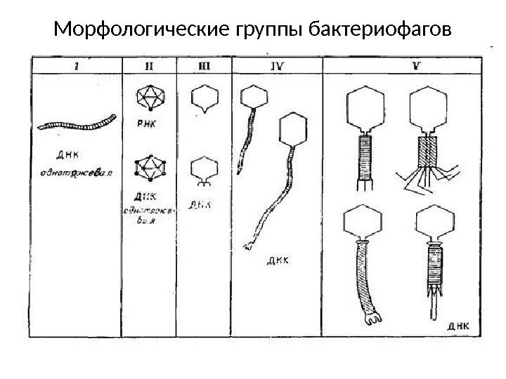 Морфологические группы бактериофагов 
