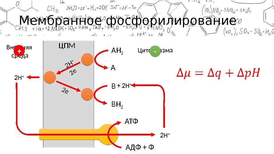 Мембранное фосфорилирование AH 2 A 2 H + 2 e B 2 H +BH
