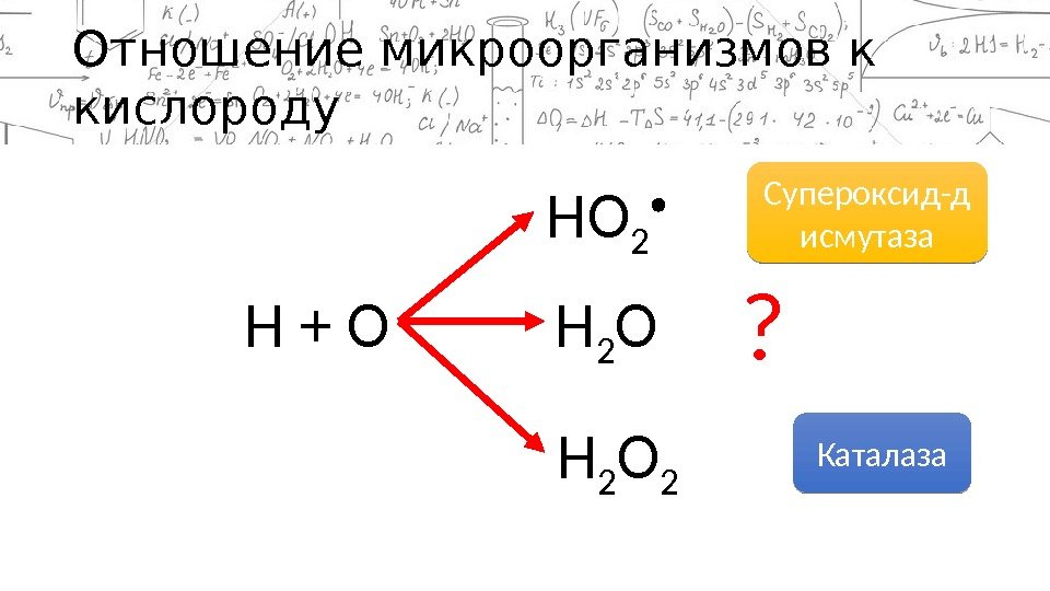 Отношение микроорганизмов к кислороду Н + О Н 2 О 2 НО 2 ?