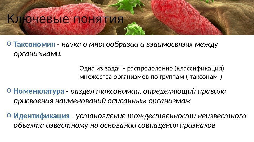 Ключевые понятия o Таксономия - наука о многообразии и взаимосвязях между организмами. Одна из