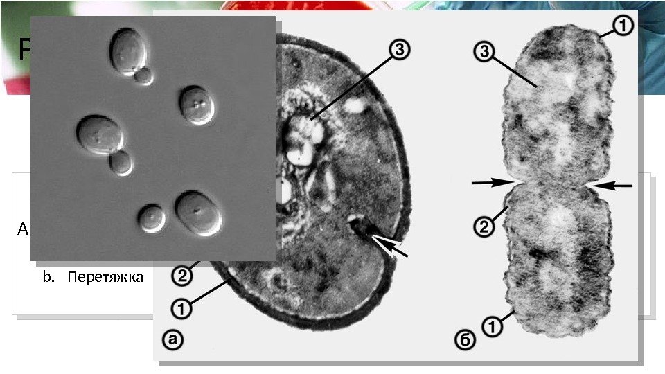 Размножение микроорганизмов Procariota Амитоз a. Перегородка b. Перетяжка Eucariota Митоз Амитоз • Почкование •