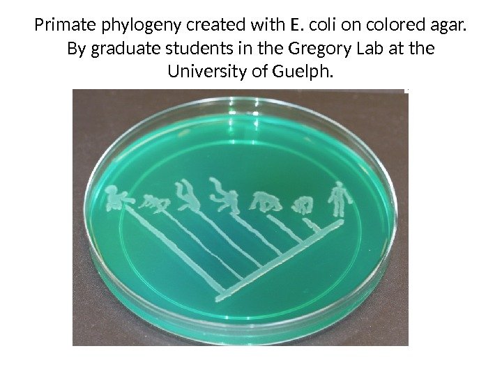Primate phylogeny created with E. coli on colored agar. By graduate students in the