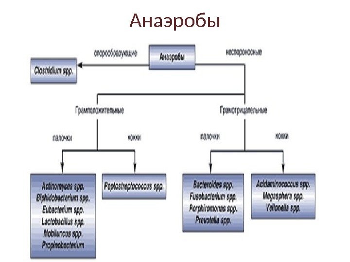 Анаэробы 