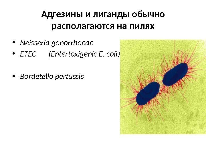 Адгезины и лиганды обычно располагаются на пилях • Neisseria gonorrhoeae • ETEC  (Entertoxigenic