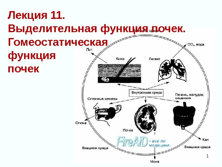 Лекция 11.  Выделительная функция почек.  Гомеостатическая функция почек 1 