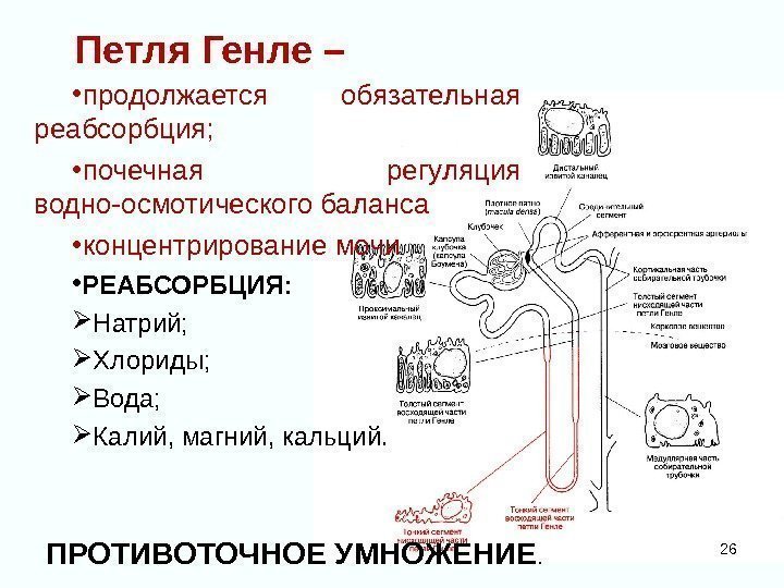 Петля Генле –  • продолжается обязательная реабсорбция;  • почечная регуляция водно-осмотического баланса