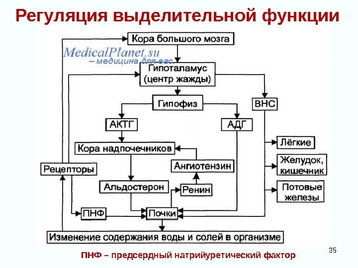 Регуляция выделительной функции 35 ПНФ – предсердный натрийуретический фактор 