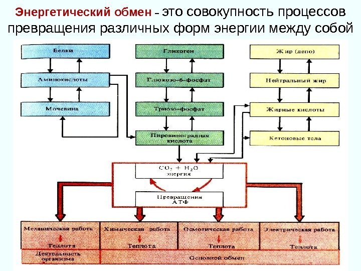 Энергетический обмен  – это совокупность процессов превращения различных форм энергии между собой 