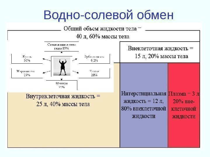 Водно-солевой обмен 