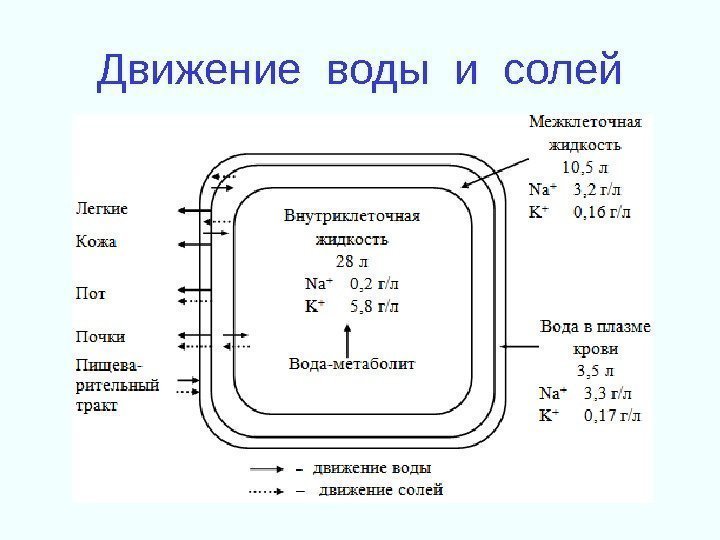 Движение воды и солей 