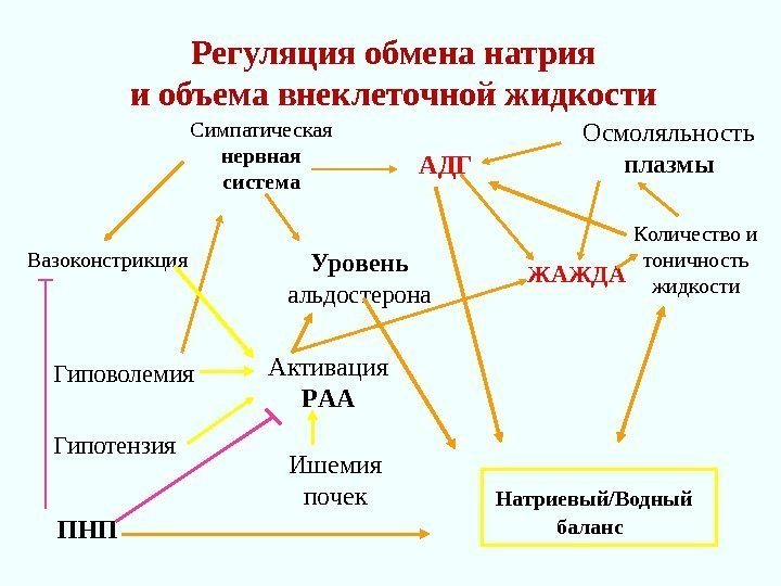 Активация  Р AA Ишемия почек. Симпатическая  нервная система A ДГ ЖАЖДА 