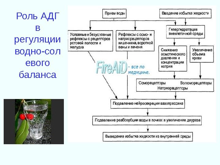 Роль АДГ в регуляции водно-сол евого баланса 