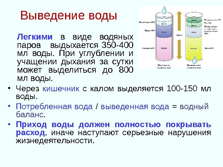 Выведение воды • Через кишечник  с калом выделяется 100 -150 мл воды. 