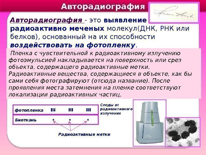 Авторадиография Пленка с чувствительной к радиоактивному излучению фотоэмульсией накладывается на поверхность или срез объекта,