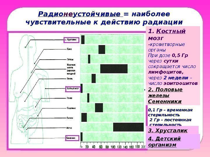 Радио не устойчивые = наиболее чувствительные к действию радиации 1.  Костный мозг -