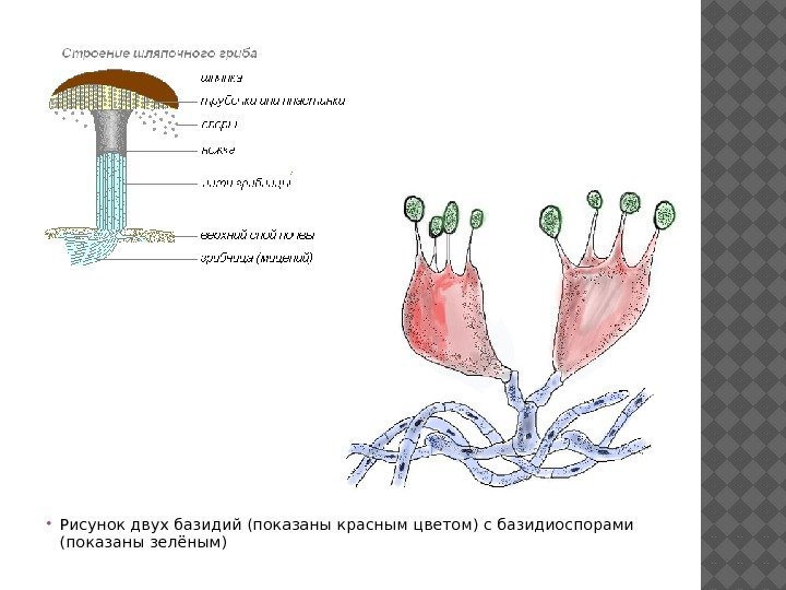  Рисунок двух базидий (показаны красным цветом) с базидиоспорами (показаны зелёным) 