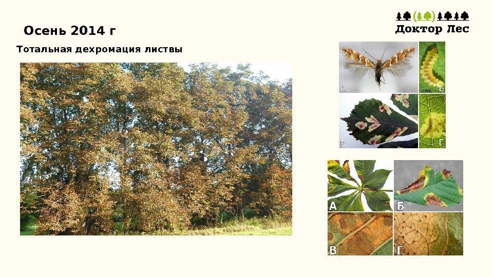 Осень 2014 г Тотальная дехромация листвы 