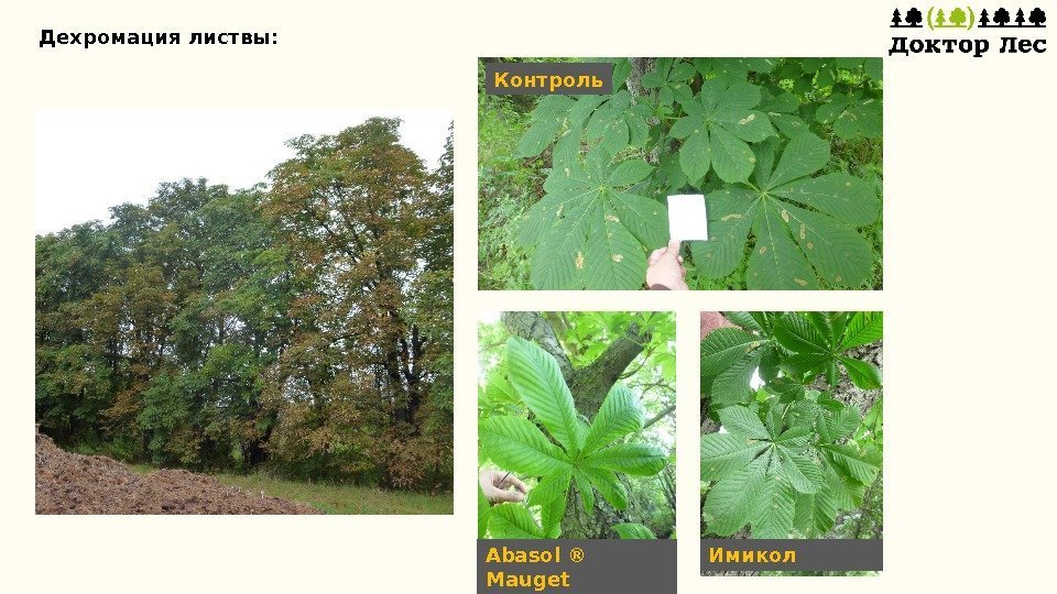 Дехромация листвы: Abasol ® Mauget Имикол. Контроль 