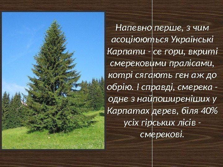 Напевно перше, з чим асоціюються Українські Карпати - се гори, вкриті смерековими пралісами, 