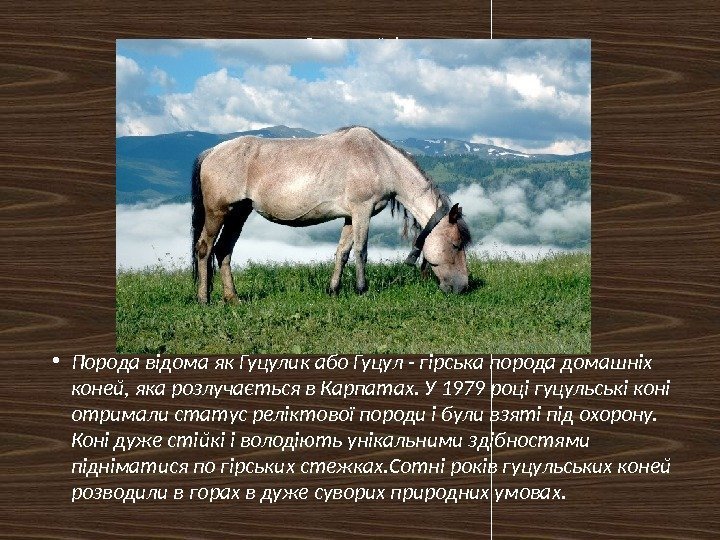 Гуцульський кінь • Порода відома як Гуцулик або Гуцул - гірська порода домашніх коней,