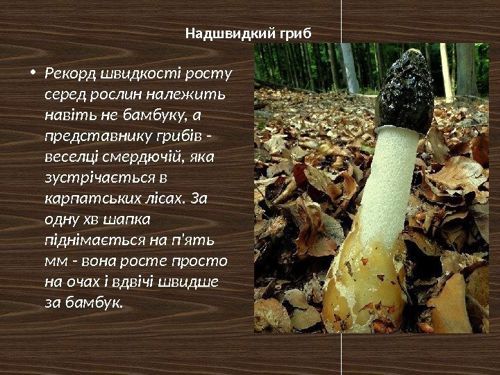 Надшвидкий гриб • Рекорд швидкості росту серед рослин належить навіть не бамбуку, а представнику
