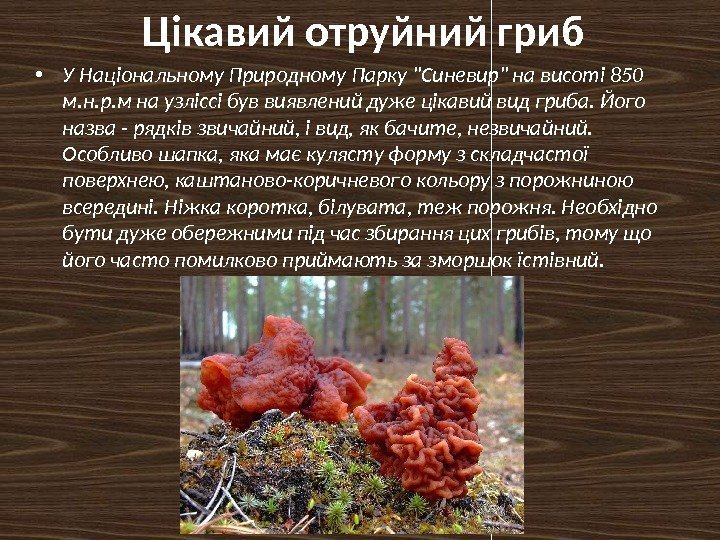 Цікавий отруйний гриб • У Національному Природному Парку Синевир на висоті 850 м. н.