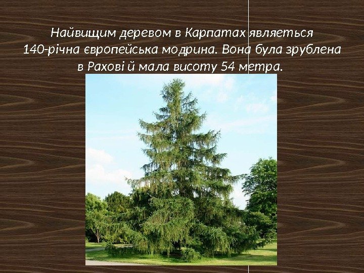 Найвищим деревом в Карпатах являеться 140 -річна європейська модрина. Вона була зрублена в Рахові