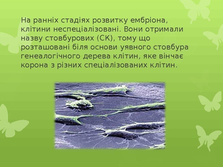 На ранніх стадіях розвитку ембріона,  клітини неспеціалізовані. Вони отримали назву стовбурових (СК), тому