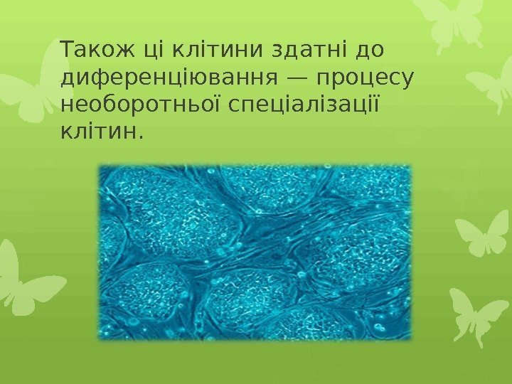 Також ці клітини здатні до диференціювання — процесу необоротньої спеціалізації клітин.   