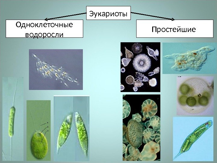 Эукариоты Одноклеточные водоросли Простейшие 