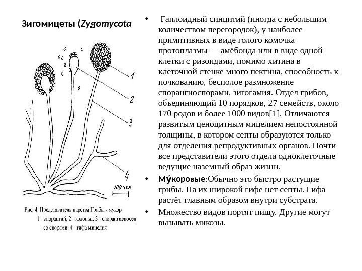 Зигомицеты ( Zygomycota •  Гаплоидный синцитий (иногда с небольшим количеством перегородок), у наиболее