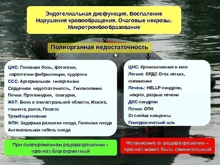 Куликов А. В. Полиорганная недостаточность. Эндотелиальная дисфункция. Воспаление Нарушения кровообращения. Очаговые некрозы. Микротромбообразование ЦНС: