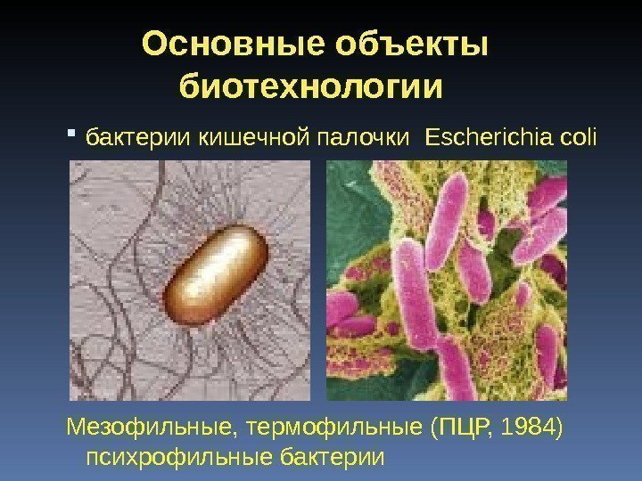 Основные объекты биотехнологии  бактерии кишечной палочки  Escherichia coli Мезофильные, термофильные (ПЦР, 1984)