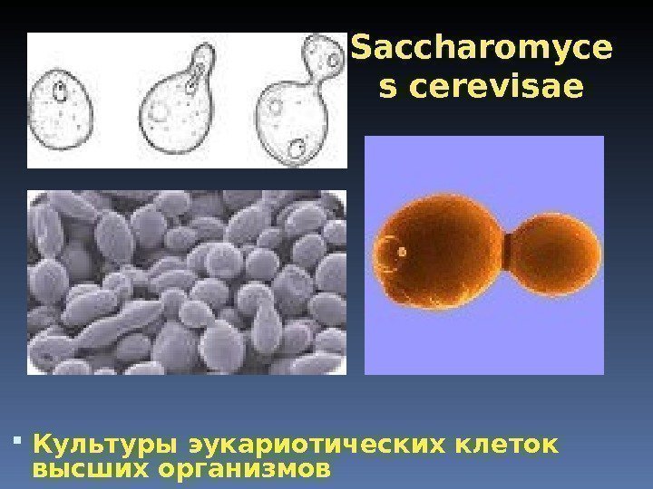 Saccharomyce s cerevisae Культуры эукариотических клеток высших организмов 