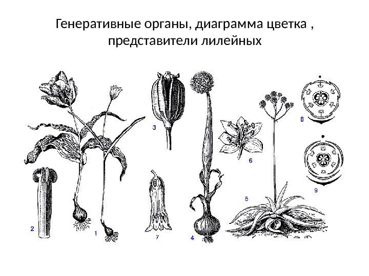 Генеративные органы, диаграмма цветка ,  представители лилейных 