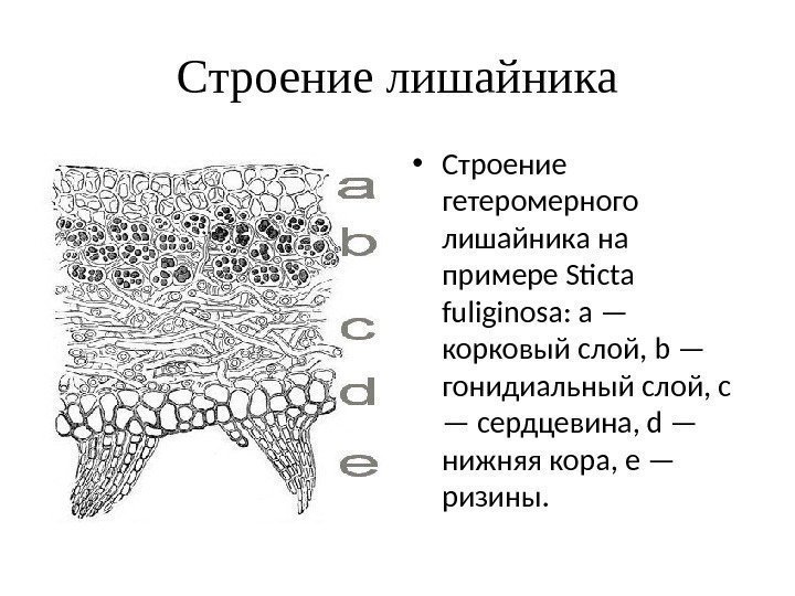 Строение лишайника • Строение гетеромерного лишайника на примере Sticta fuliginosa: a — корковый слой,