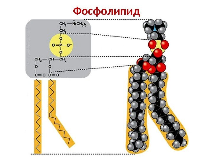 Фосфолипид 