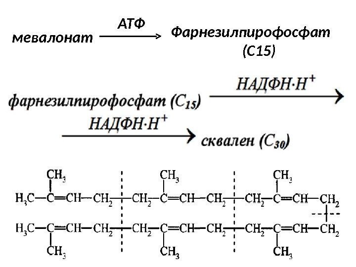 мевалонат Фарнезилпирофосфат  (С 15)АТФ  