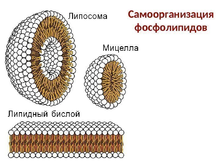 Самоорганизация фосфолипидов 