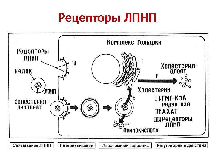 Рецепторы ЛПНП 