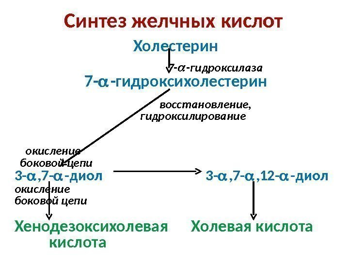 Холестерин      7 - -гидроксилаза 7 - -гидроксихолестерин  