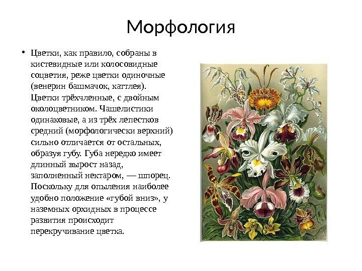 Морфология • Цветки, как правило, собраны в кистевидные или колосовидные соцветия, реже цветки одиночные